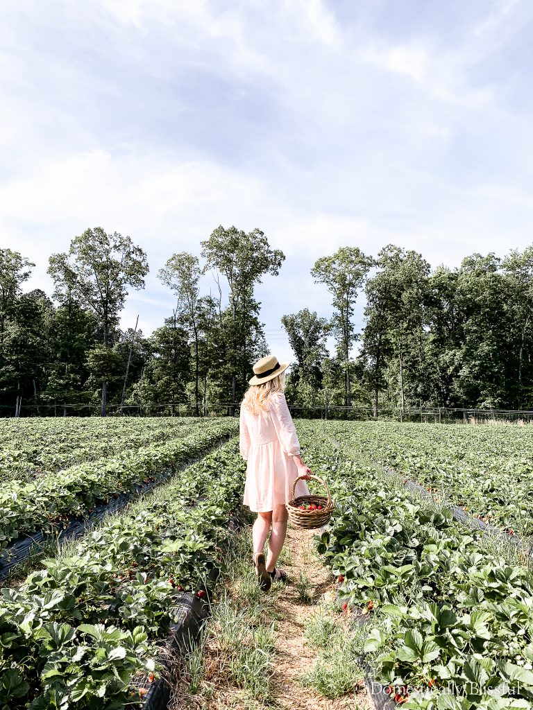  Strawberry picking in north Georgia on a beautiful May day in a cotton linen dress, sunhat, & heart-shaped sunglasses.